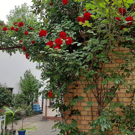 Fewo Rosenbluete Am Stadtpark Wittenberg Esterno foto