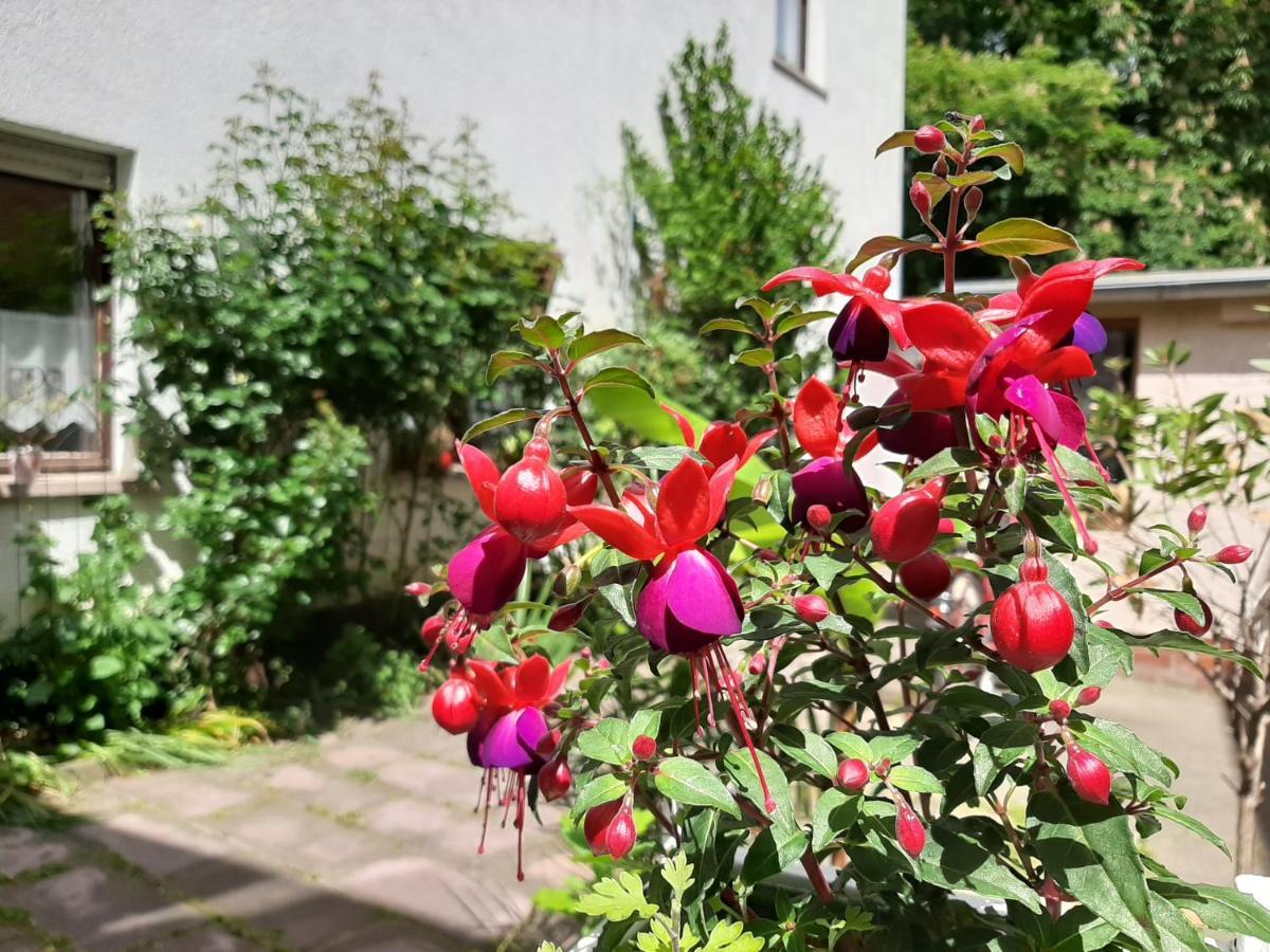 Fewo Rosenbluete Am Stadtpark Wittenberg Esterno foto